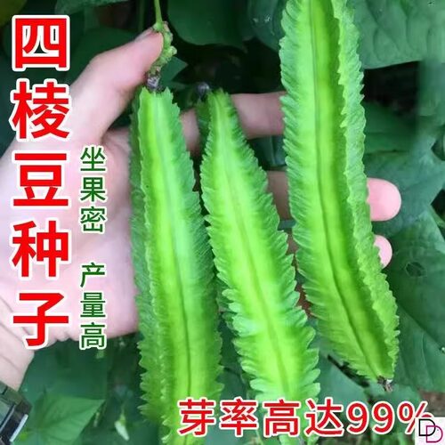 高产四棱豆种子四季播种菜地庭院蔬菜四角豆皇帝豆种籽阳台蔬菜种