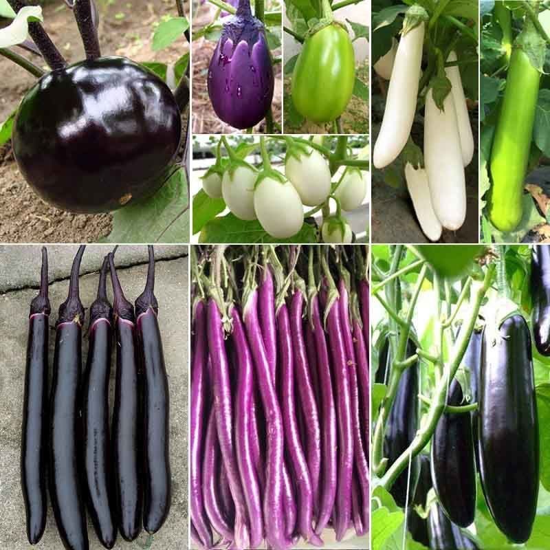 茄子种子大全杭茄种子紫红长茄青线茄子苗烧烤四季蔬菜基地种籽孑,鲜花速递/花卉仿真/绿植园艺,其它园艺用品,淘宝优惠券,粉丝福利购,淘宝优惠卷