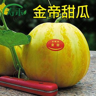 金帝甜瓜种子黄皮黄金香瓜 薄皮甜瓜种籽孑 早熟稳产四季蔬菜瓜果