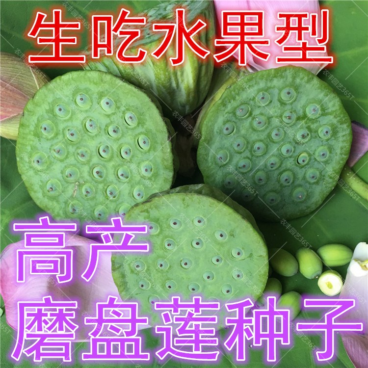 大型荷花籽水果味磨盘莲种子高产莲子花多莲蓬大泥田产藕莲花种子