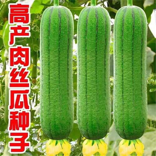 肉丝瓜种子农家高产早熟四季播种超长丝瓜籽蔬菜种子大全庭院种植