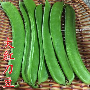 特长大红刀豆种子红色种籽四季 包邮 蔬菜魔豆巴西豆洋刀豆庭院栽培