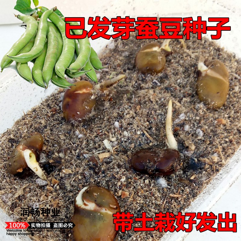 蚕豆苗种子已催芽蚕豆发芽带土发出半成品阳台室内蔬菜苗盆栽包邮