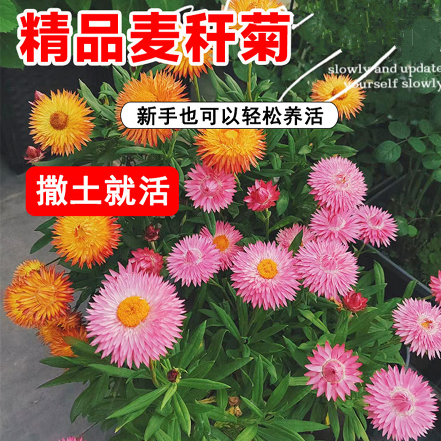 麦秆菊种子庭院花卉阳台切花四季播种开花腊菊干花菊盆栽花草种子