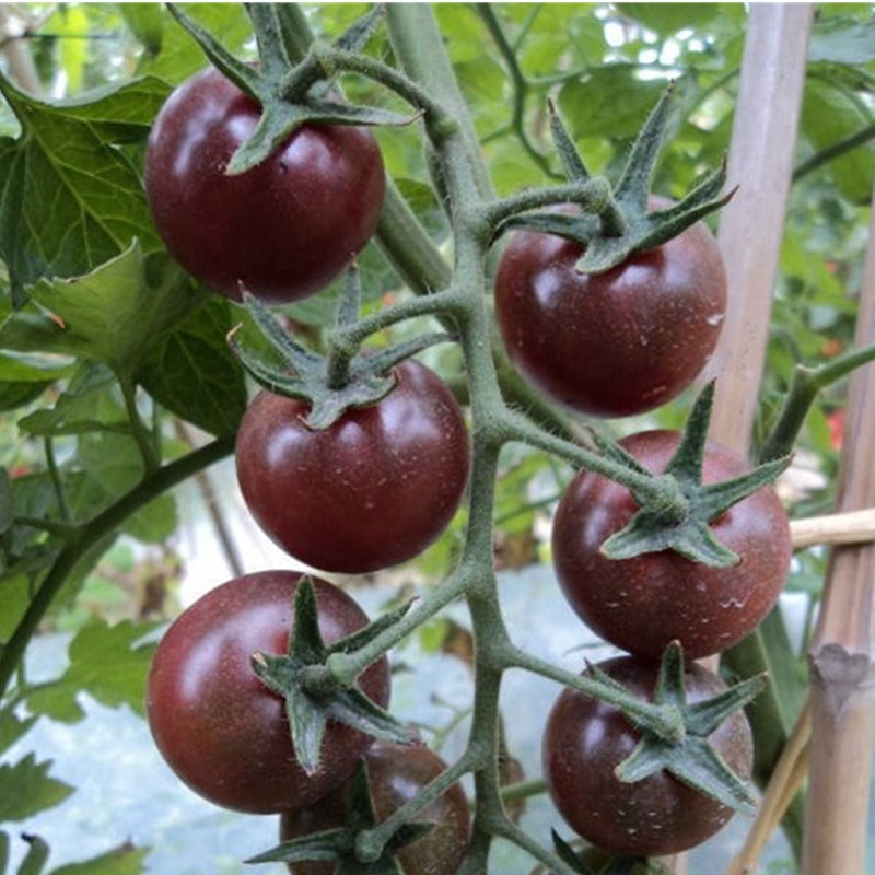 迷你紫玉番茄种孑四季播阳台盆栽
