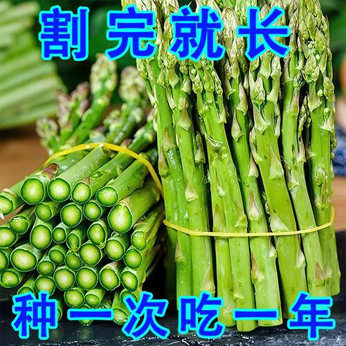 比韭菜还好种比猪肉还好吃，四季芦笋# 种一次可以连续采摘好几年