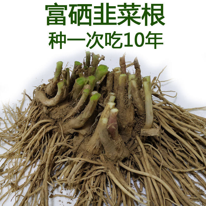 新韭菜根现挖宽叶富硒韭菜苗种子籽阳台小叶四季盆栽种菜绿色蔬菜