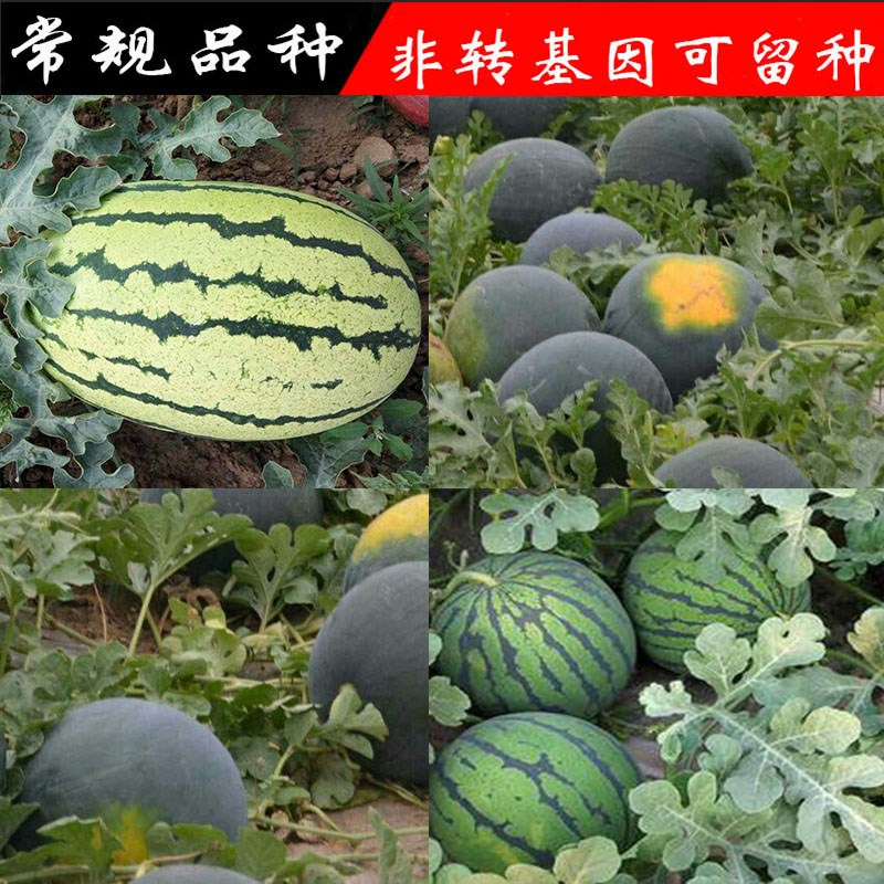 常规老品种 可留种花皮黑皮西瓜种子 早佳8424冰糖麒麟瓜种籽
