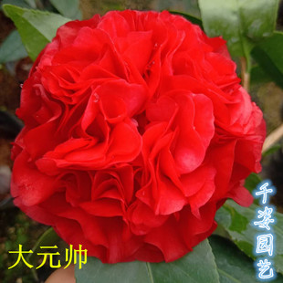 大元帅 珍惜名贵福建龙岩茶花室内外阳台庭院精品花卉绿植盆栽