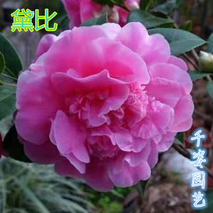 黛比茶花名贵进口福建龙岩紫红色茶花室内外阳台精品花卉绿植盆栽