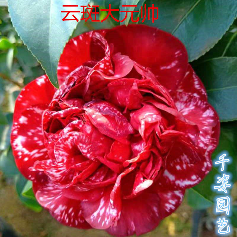 云斑大元帅名贵稀有福建龙岩复色茶花室内外阳台高档花卉绿植盆栽