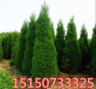 塔柏松树苗侧柏树桧柏苗蜀桧圆柏小苗墓地松行道树扁柏树苗刺松苗