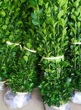 北海道黄杨树苗绿色篱笆围墙植物大叶冬青四季常青耐寒庭院万年青