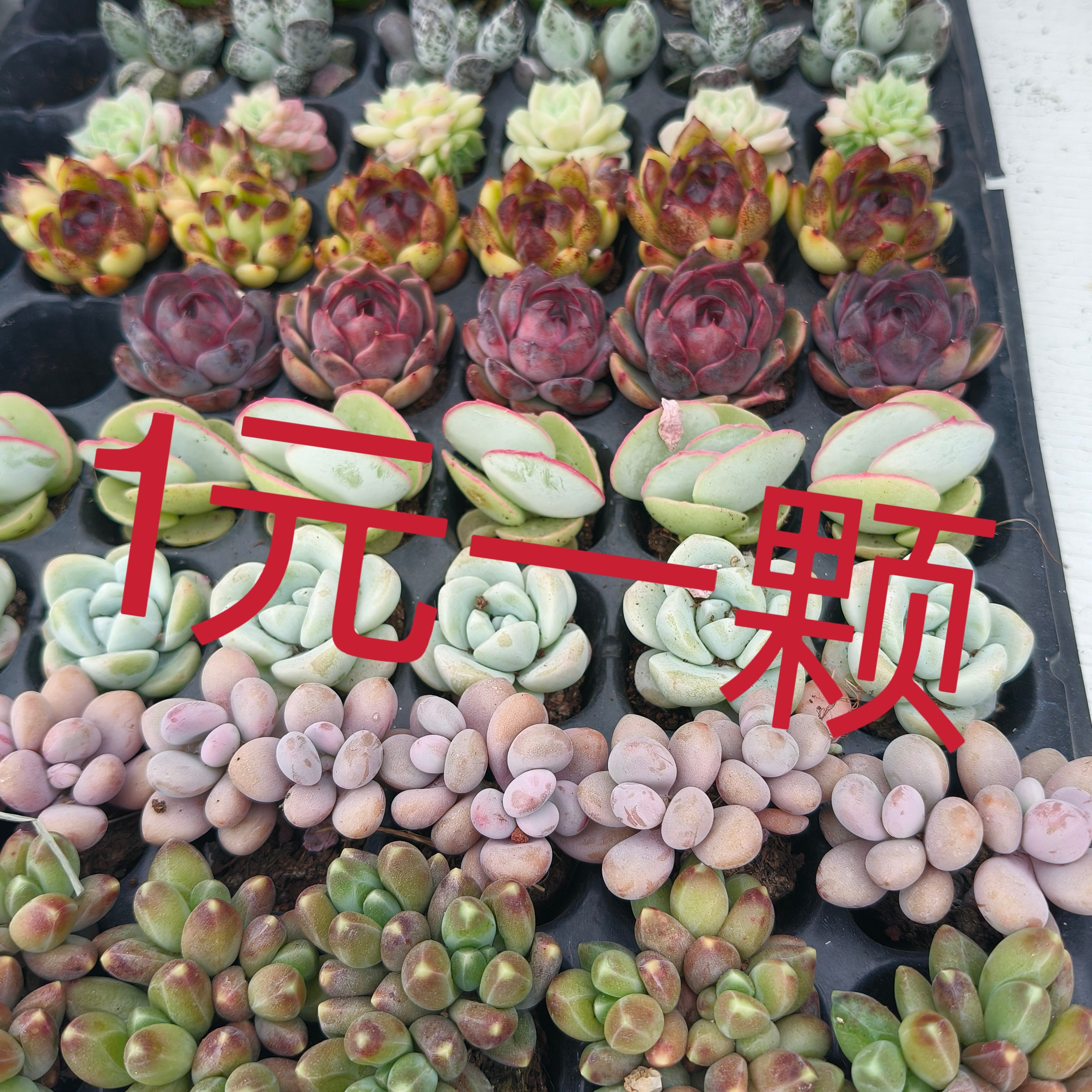 一元一颗组合
