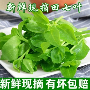 山东新鲜田七叶三七叶穿心莲叶菜凉拌菜