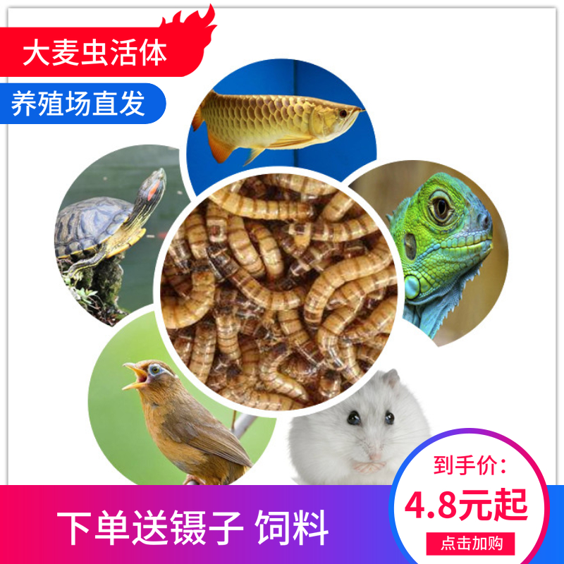 大麦虫活虫鲜活面包虫黄粉虫金龙鱼八哥守宫画眉鸟饲料-封面