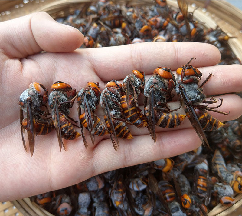 虎头蜂金环胡峰泡酒老蜂500g新鲜活体速冻大土蜂地龙蜂大马蜂顺丰