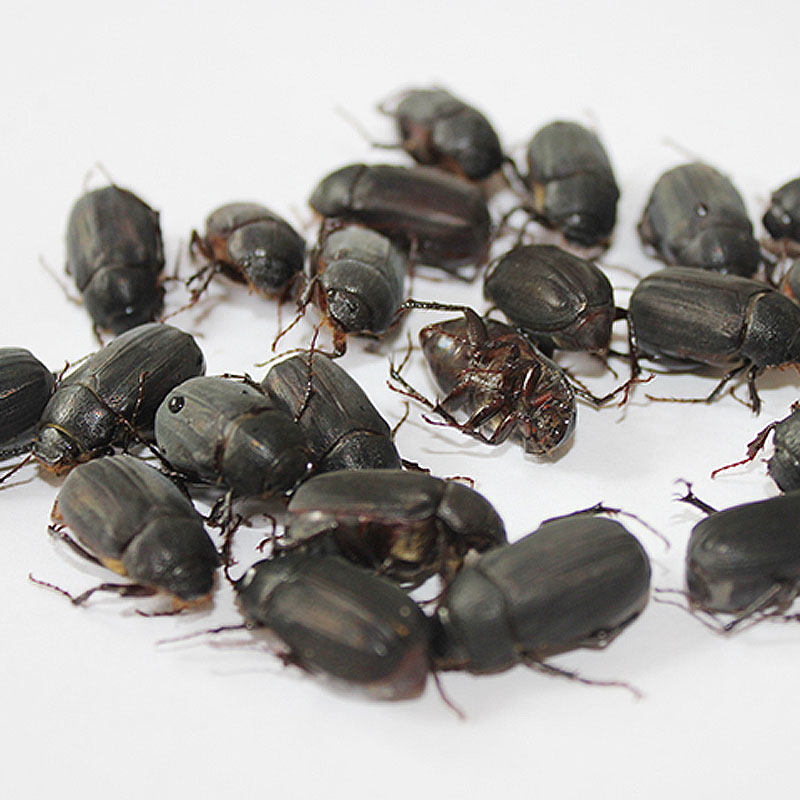 黑瞎创金龟子苍虫红孩铜孩非油壳螂瞎碰新鲜活体速冻500g包邮山货