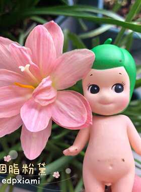 重瓣风雨兰胭脂粉黛花色美花大