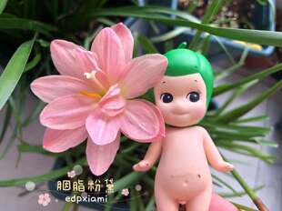 风雨兰 重瓣 胭脂粉黛 满68包邮