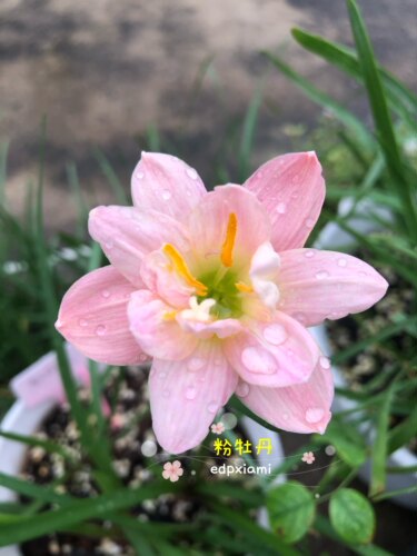 重瓣风雨兰粉牡丹保湿发货