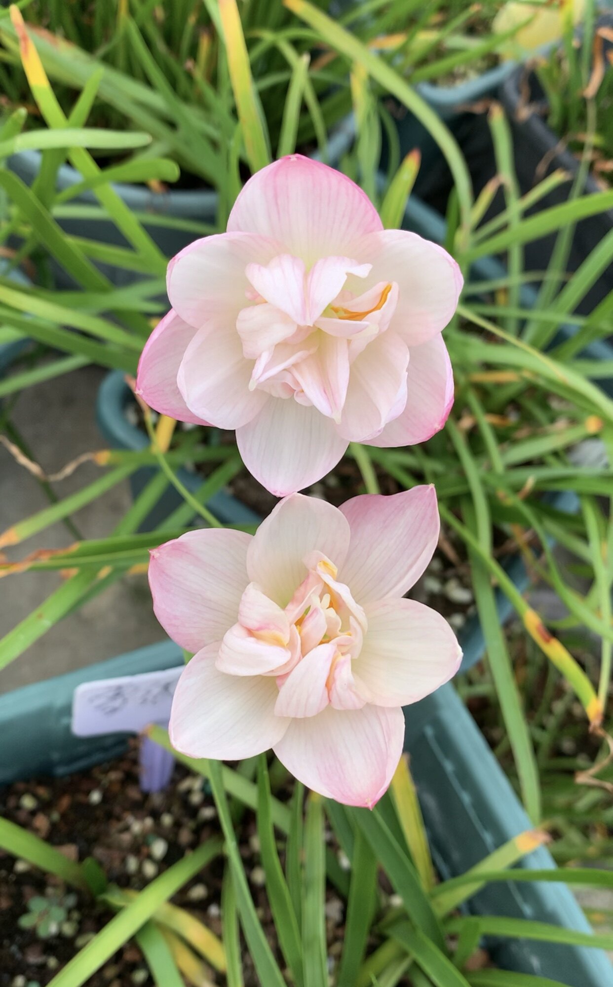 重瓣风雨兰 雪绒花 满38元发货,满68包邮