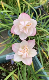 重瓣风雨兰 雪绒花 满68包邮