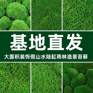 鲜活短绒苔藓青苔雨林水陆缸纱布小灰苔藓盆景庭院桌面微观盆栽