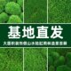 鲜活短绒苔藓青苔雨林水陆缸纱布小灰苔藓盆景庭院桌面微观盆栽