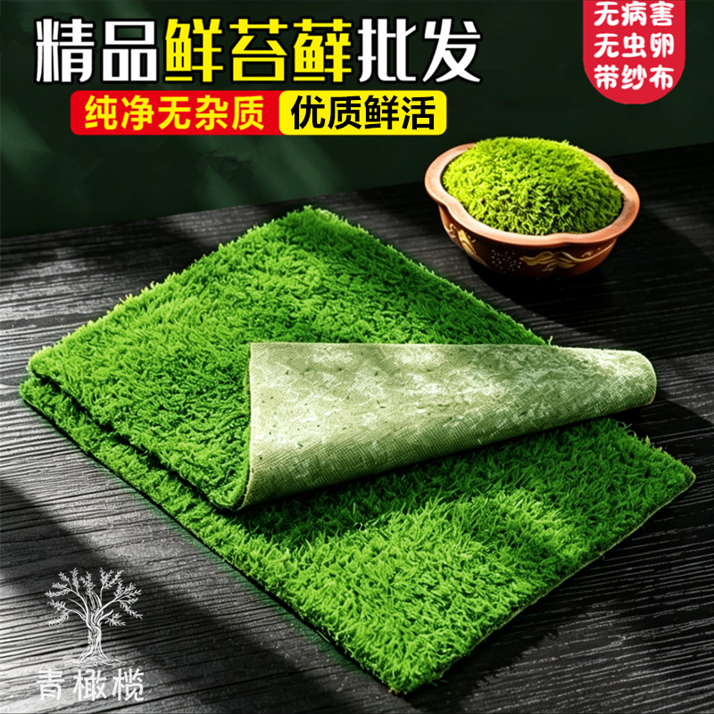 鲜活苔藓植物微景观盆栽小灰水陆缸假山造景材料葡灯藓短绒青苔藓
