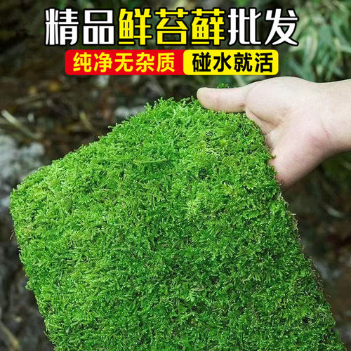 短绒青苔鲜活苔藓植物微景观盆景盆栽水陆缸假山草造景材料小灰藓