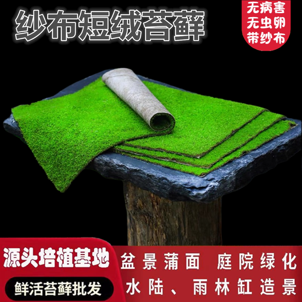 造景葡灯藓青苔景观植物鲜活短绒苔藓微景观铺面桌面盆栽搭配庭院