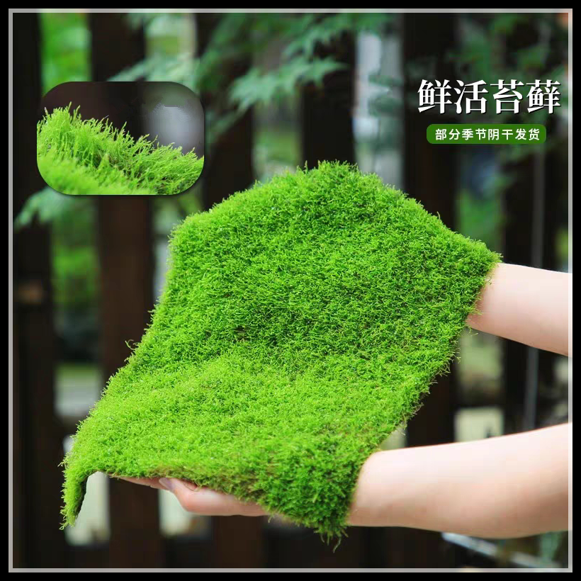 苔藓鲜活微景观植物盆景盆栽水陆缸假山草造景材料白发藓短绒青苔