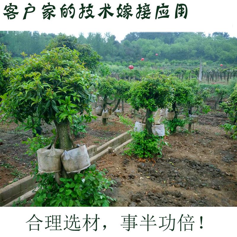 无纺布植物种植袋可降解种花白色种菜加大环保无纺布袋花卉特大在类目 鲜花速递/花卉仿真/绿植园艺, 园艺用品, 育苗盘/营养钵中 - 来自Buy2taobao.com提供专业的淘宝代购服务