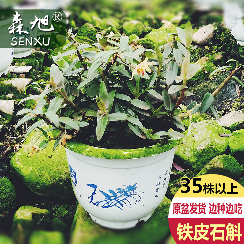 原盆铁皮石斛苗3年35株以上鲜条可食用石斛花卉三年原盆 栽好发货