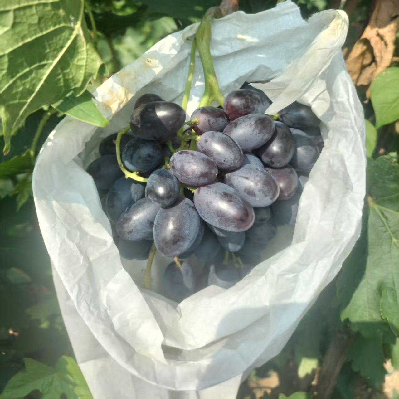 高花青素天然无籽大泽山葡萄
