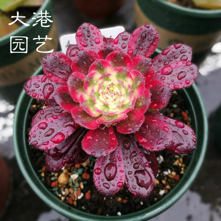 多肉植物 精品法师老桩多头红覆轮锦水墨画霞飞美杜莎三仙绿植