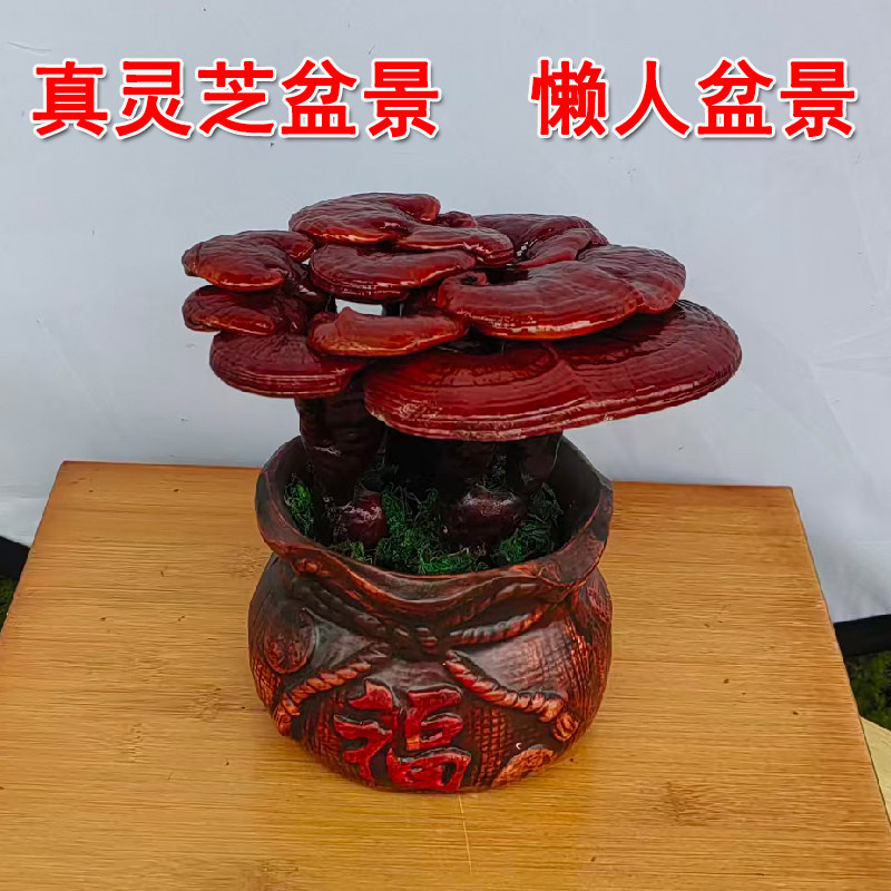 真灵芝盆景室内办公室桌面阳台盆栽客厅摆件懒人盆景可食用赤灵芝
