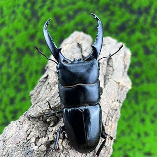 中国大扁锹甲成虫野生甲虫宠物独角仙活物秋甲中大爬虫包邮包活