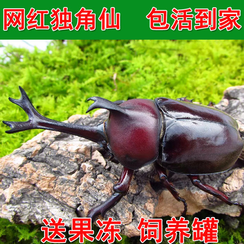 独角仙成虫幼虫入门宠物甲虫饲养盒套餐科普昆虫活体锹甲姬兜虫