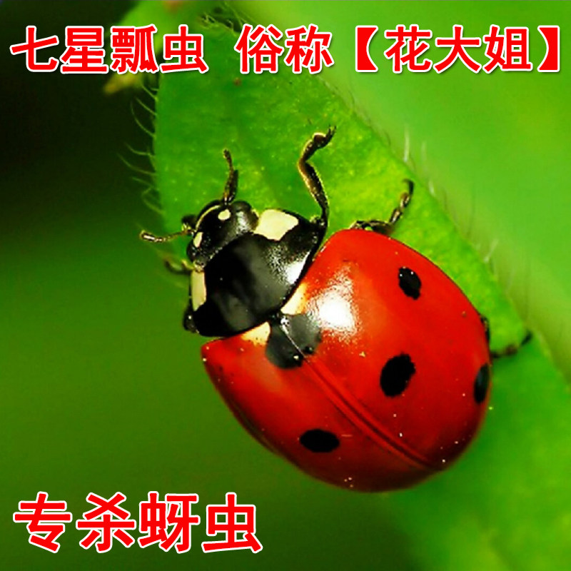 成虫七星瓢虫活物专吃蚜虫 生物防治幼儿园观察活体瓢虫益虫