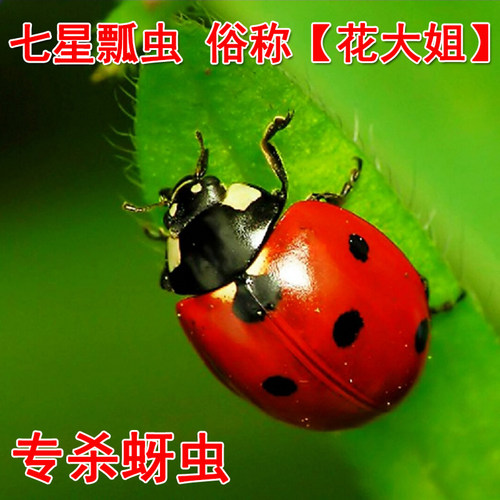 成虫七星瓢虫活物专吃蚜虫 生物防治幼儿园观察活体瓢虫益虫