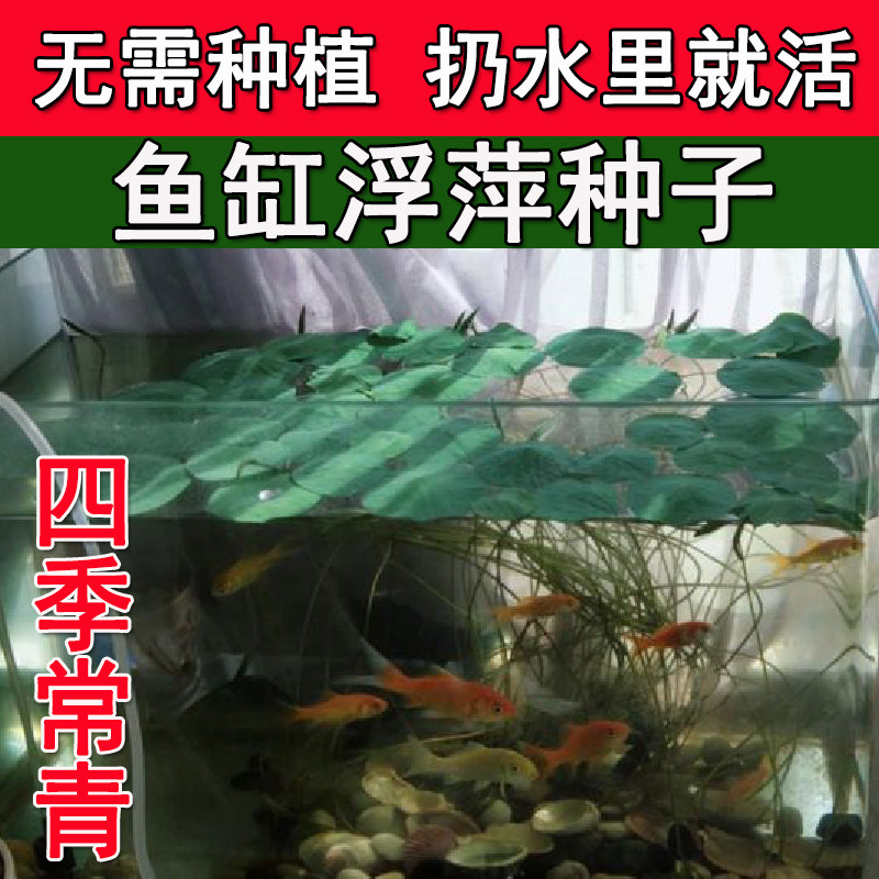 鱼缸浮萍种子鱼缸造景水草种子水生植物种籽乌龟池迷你荷叶种子