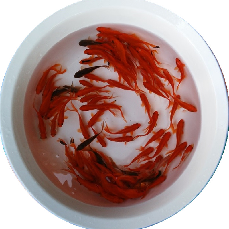 好养淡水观赏鱼锦鲤鱼小金鱼活鱼