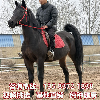 骑乘马拉车马白龙马纯血马