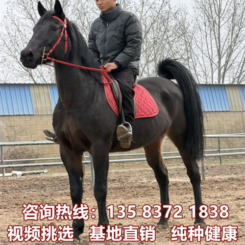 骑乘马拉车马白龙马纯血马