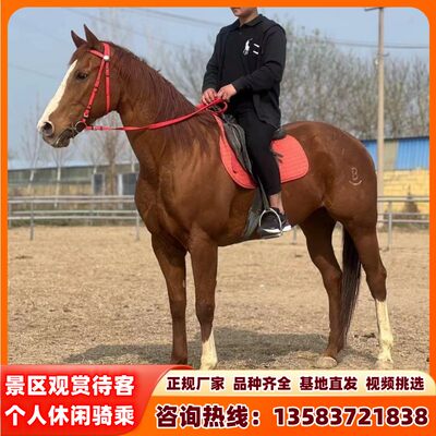 活体马骑乘马温血马纯血马