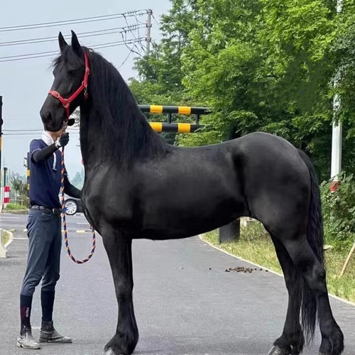 骑乘马半血马拉车马矮马纯血马