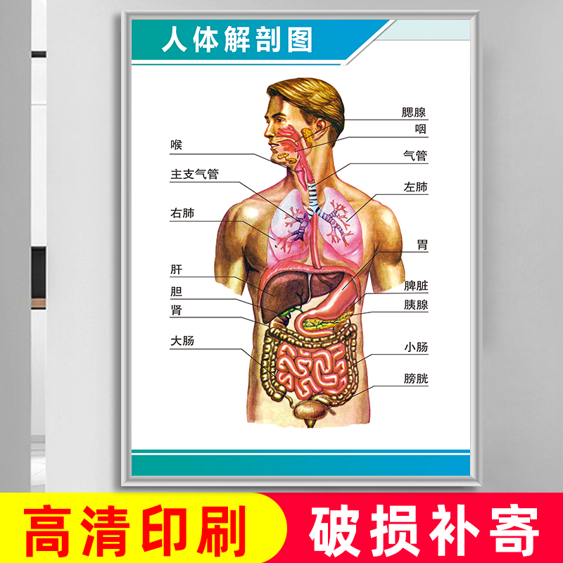 人体解剖结构图内脏分布彩色学骨骼肌肉器官血示意图医院海报挂图