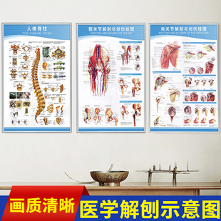 人体结构解剖图医学足关节解剖示意图挂图人体骨骼肌肉结构图海报